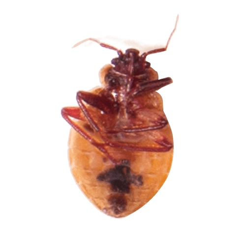 Bed Bug Pest Control