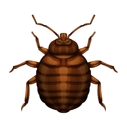 bed bug exterminator cost