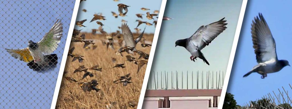 bird control services
