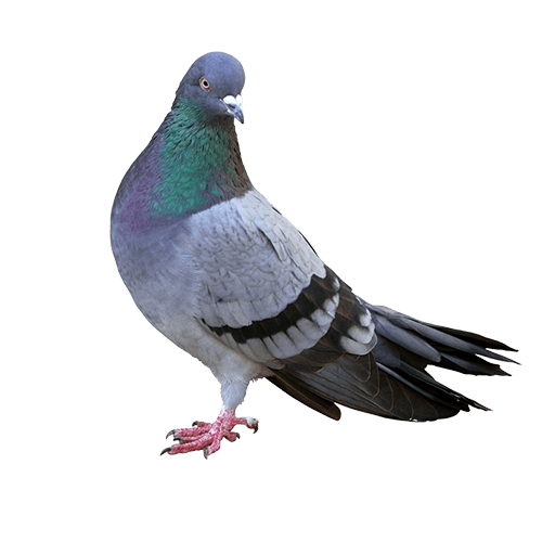 pigeon problem on roof