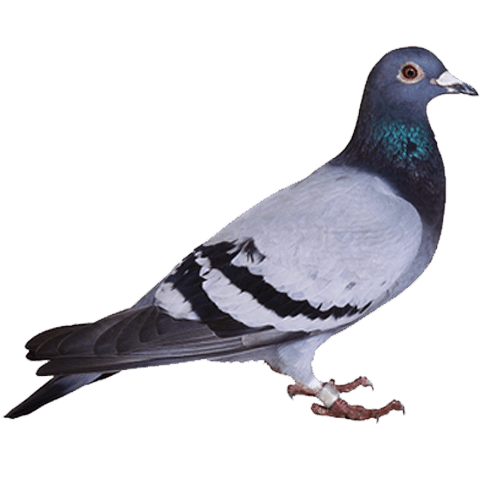 bird pest control management