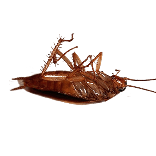cockroach control services
