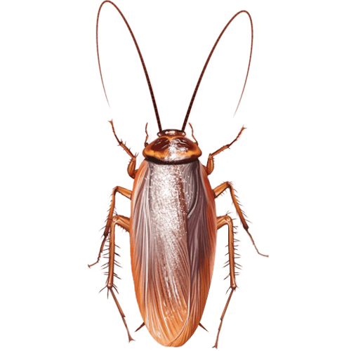 Cockroach pest management