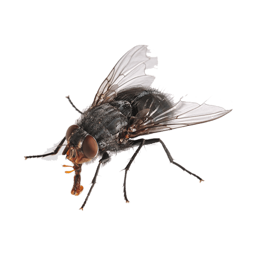 flies control at home