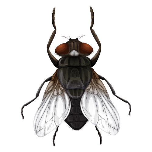 Organic fly control for cattle