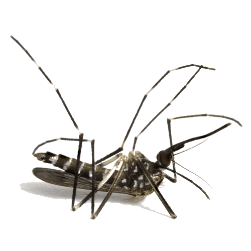 best way to kill mosquitoes