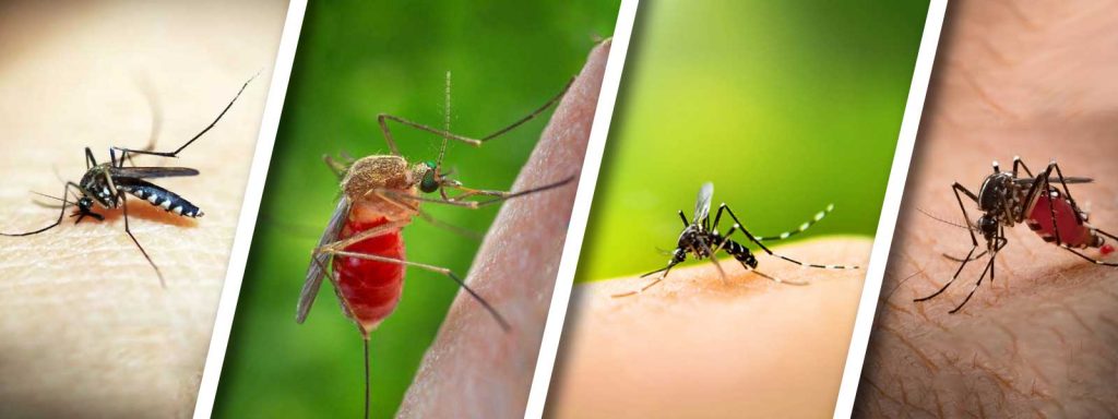 best way to kill mosquitoes