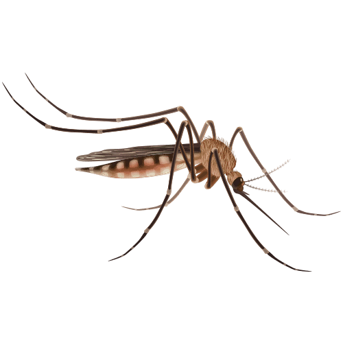 biological control of mosquitoes