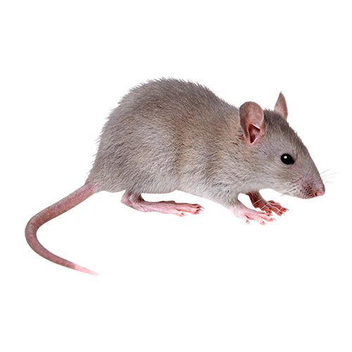 mouse exterminator