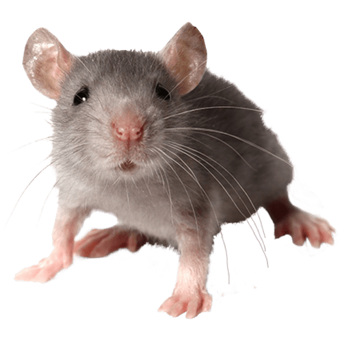 best way to kill rats outside