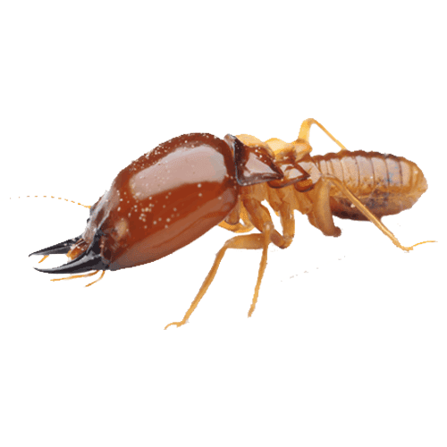 termite pest control