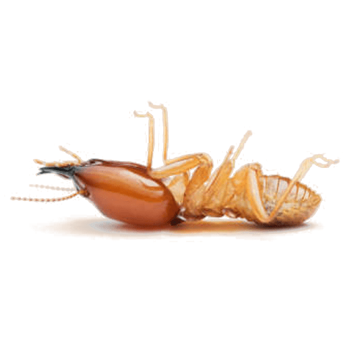 flying termites control