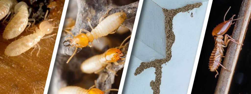 Termite Control