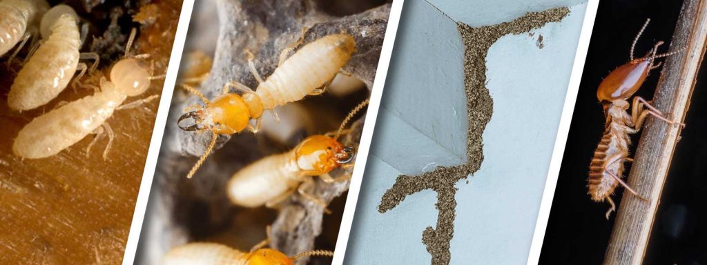 Termite Control Homestead